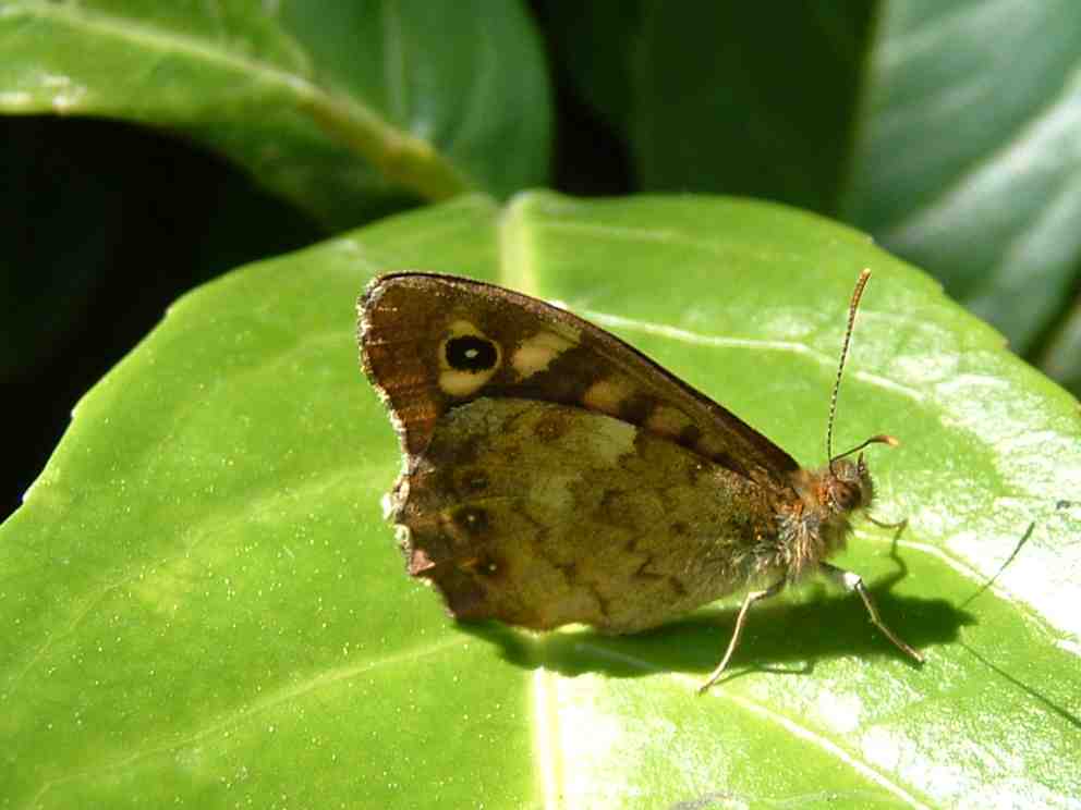 Pararge aegeria